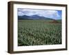 Fields of Pineapples Owned by Delmonte, Oahu, Hawaiian Islands, USA-D H Webster-Framed Photographic Print