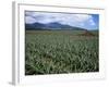 Fields of Pineapples Owned by Delmonte, Oahu, Hawaiian Islands, USA-D H Webster-Framed Photographic Print