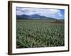 Fields of Pineapples Owned by Delmonte, Oahu, Hawaiian Islands, USA-D H Webster-Framed Photographic Print