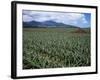 Fields of Pineapples Owned by Delmonte, Oahu, Hawaiian Islands, USA-D H Webster-Framed Photographic Print