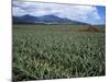 Fields of Pineapples Owned by Delmonte, Oahu, Hawaiian Islands, USA-D H Webster-Mounted Photographic Print