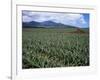 Fields of Pineapples Owned by Delmonte, Oahu, Hawaiian Islands, USA-D H Webster-Framed Photographic Print