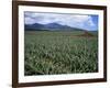 Fields of Pineapples Owned by Delmonte, Oahu, Hawaiian Islands, USA-D H Webster-Framed Photographic Print