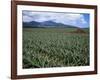 Fields of Pineapples Owned by Delmonte, Oahu, Hawaiian Islands, USA-D H Webster-Framed Photographic Print