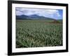 Fields of Pineapples Owned by Delmonte, Oahu, Hawaiian Islands, USA-D H Webster-Framed Photographic Print
