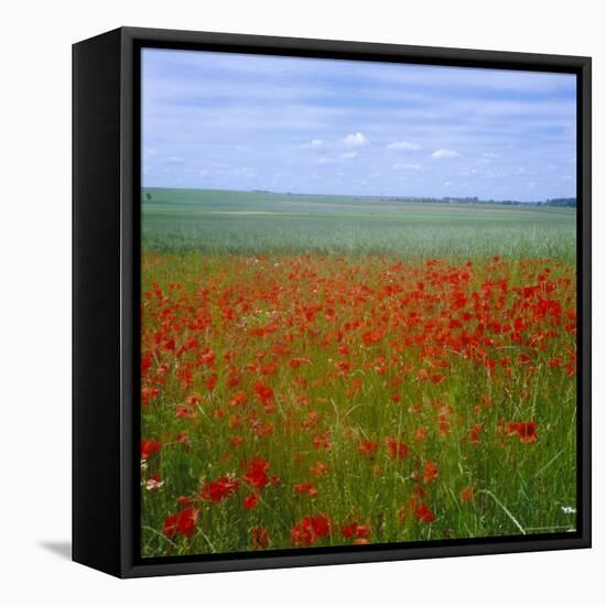 Fields of Poppies, Valley of the Somme, Nord-Picardy (Somme), France-David Hughes-Framed Stretched Canvas