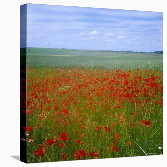 Fields of Poppies, Valley of the Somme, Nord-Picardy (Somme), France-David Hughes-Stretched Canvas