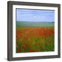 Fields of Poppies, Valley of the Somme, Nord-Picardy (Somme), France-David Hughes-Framed Photographic Print