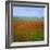 Fields of Poppies, Valley of the Somme, Nord-Picardy (Somme), France-David Hughes-Framed Photographic Print