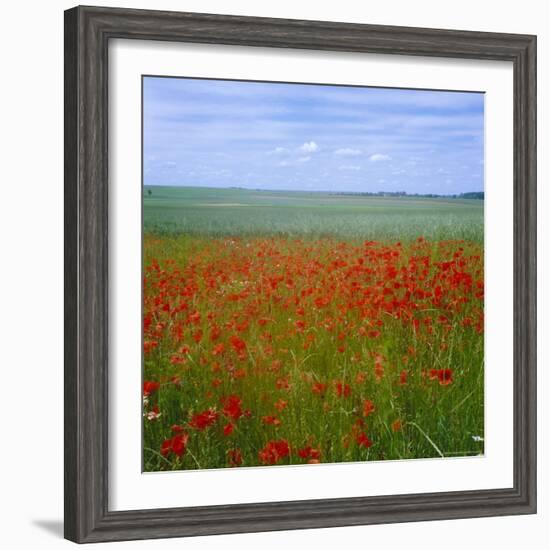 Fields of Poppies, Valley of the Somme, Nord-Picardy (Somme), France-David Hughes-Framed Photographic Print