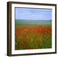 Fields of Poppies, Valley of the Somme, Nord-Picardy (Somme), France-David Hughes-Framed Photographic Print