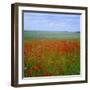 Fields of Poppies, Valley of the Somme, Nord-Picardy (Somme), France-David Hughes-Framed Photographic Print