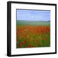 Fields of Poppies, Valley of the Somme, Nord-Picardy (Somme), France-David Hughes-Framed Photographic Print