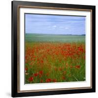 Fields of Poppies, Valley of the Somme, Nord-Picardy (Somme), France-David Hughes-Framed Photographic Print