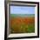 Fields of Poppies, Valley of the Somme, Nord-Picardy (Somme), France-David Hughes-Framed Photographic Print