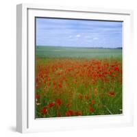 Fields of Poppies, Valley of the Somme, Nord-Picardy (Somme), France-David Hughes-Framed Photographic Print