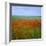 Fields of Poppies, Valley of the Somme, Nord-Picardy (Somme), France-David Hughes-Framed Photographic Print