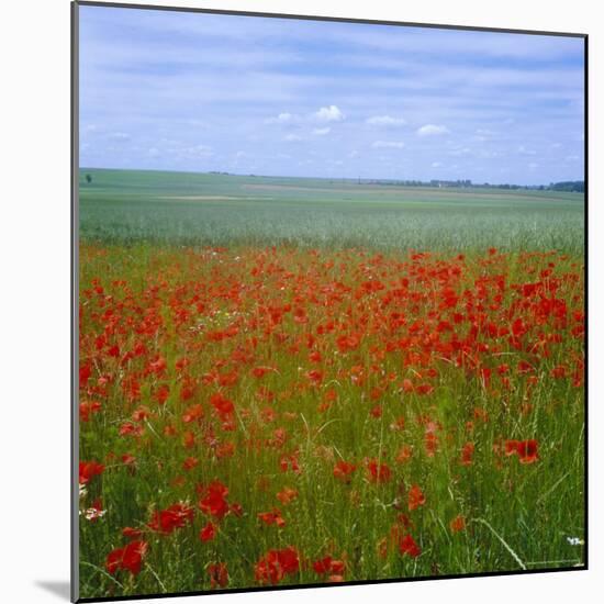 Fields of Poppies, Valley of the Somme, Nord-Picardy (Somme), France-David Hughes-Mounted Photographic Print