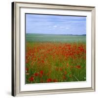 Fields of Poppies, Valley of the Somme, Nord-Picardy (Somme), France-David Hughes-Framed Photographic Print