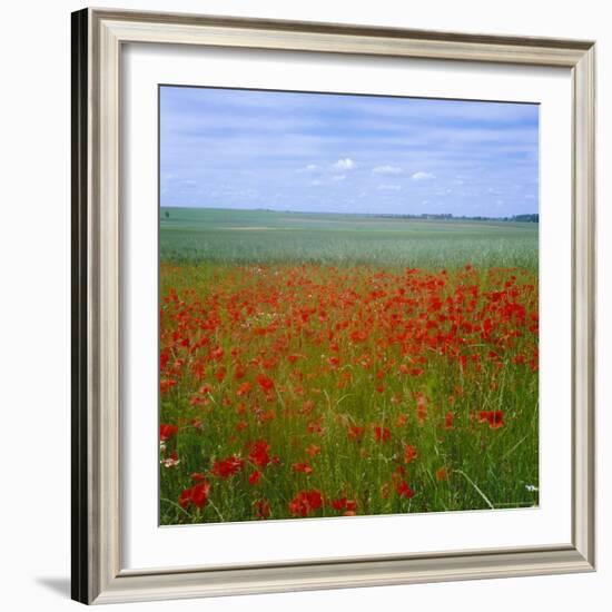 Fields of Poppies, Valley of the Somme, Nord-Picardy (Somme), France-David Hughes-Framed Photographic Print