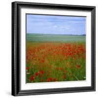 Fields of Poppies, Valley of the Somme, Nord-Picardy (Somme), France-David Hughes-Framed Photographic Print