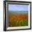 Fields of Poppies, Valley of the Somme, Nord-Picardy (Somme), France-David Hughes-Framed Photographic Print