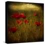 Fields of Red I-Barbara Simmons-Stretched Canvas