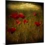 Fields of Red I-Barbara Simmons-Mounted Giclee Print