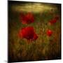 Fields of Red II-Barbara Simmons-Mounted Giclee Print