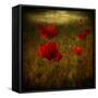 Fields of Red II-Barbara Simmons-Framed Stretched Canvas