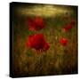 Fields of Red II-Barbara Simmons-Stretched Canvas