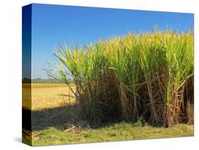 Fields of Sugarcane near Hervey Bay, Queensland, Australia-David Wall-Stretched Canvas