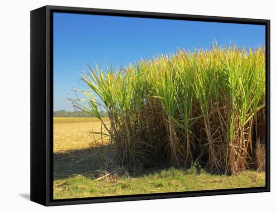 Fields of Sugarcane near Hervey Bay, Queensland, Australia-David Wall-Framed Stretched Canvas