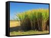 Fields of Sugarcane near Hervey Bay, Queensland, Australia-David Wall-Framed Stretched Canvas