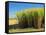 Fields of Sugarcane near Hervey Bay, Queensland, Australia-David Wall-Framed Stretched Canvas