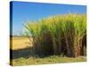 Fields of Sugarcane near Hervey Bay, Queensland, Australia-David Wall-Stretched Canvas