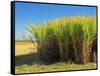 Fields of Sugarcane near Hervey Bay, Queensland, Australia-David Wall-Framed Stretched Canvas