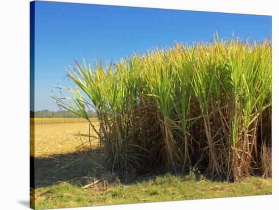 Fields of Sugarcane near Hervey Bay, Queensland, Australia-David Wall-Stretched Canvas