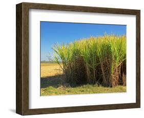 Fields of Sugarcane near Hervey Bay, Queensland, Australia-David Wall-Framed Photographic Print