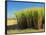 Fields of Sugarcane near Hervey Bay, Queensland, Australia-David Wall-Framed Photographic Print