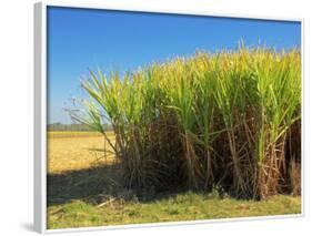 Fields of Sugarcane near Hervey Bay, Queensland, Australia-David Wall-Framed Photographic Print