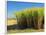 Fields of Sugarcane near Hervey Bay, Queensland, Australia-David Wall-Framed Photographic Print