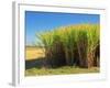 Fields of Sugarcane near Hervey Bay, Queensland, Australia-David Wall-Framed Photographic Print