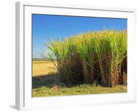 Fields of Sugarcane near Hervey Bay, Queensland, Australia-David Wall-Framed Photographic Print