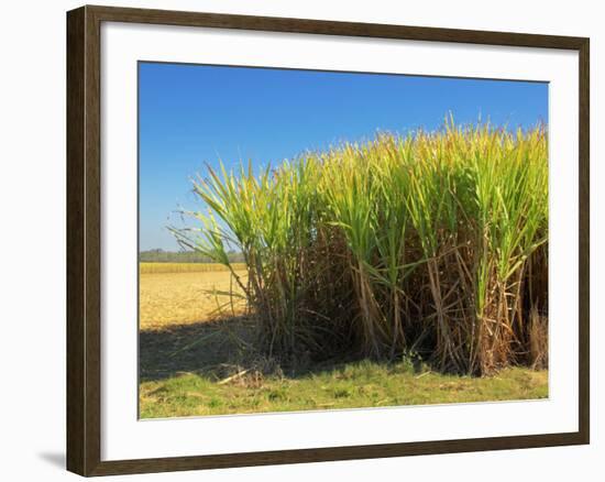 Fields of Sugarcane near Hervey Bay, Queensland, Australia-David Wall-Framed Photographic Print