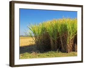 Fields of Sugarcane near Hervey Bay, Queensland, Australia-David Wall-Framed Photographic Print