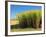 Fields of Sugarcane near Hervey Bay, Queensland, Australia-David Wall-Framed Photographic Print