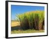 Fields of Sugarcane near Hervey Bay, Queensland, Australia-David Wall-Framed Photographic Print