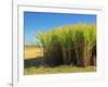 Fields of Sugarcane near Hervey Bay, Queensland, Australia-David Wall-Framed Photographic Print