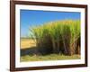 Fields of Sugarcane near Hervey Bay, Queensland, Australia-David Wall-Framed Photographic Print